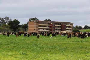 Foot-and-mouth disease threat reaches Kuils River informal farming operations