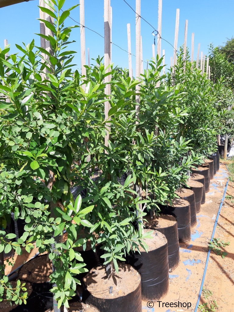 CONSERVATION: The Pepper Bark Tree