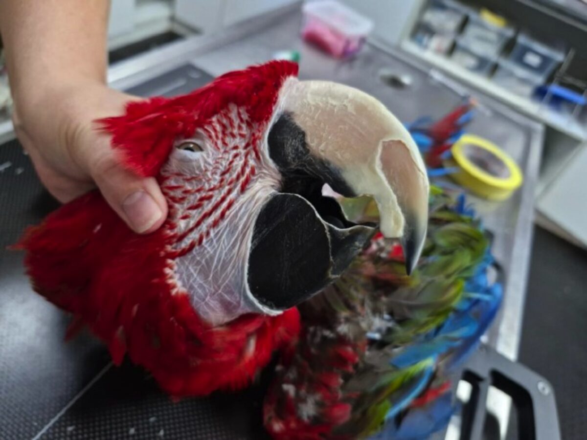 The Macaw also had an overgrown beak and a previous air sac injury. Photo: SPCA