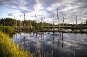 Pniel learners to mark World Wetlands Day at Assegaaibosch