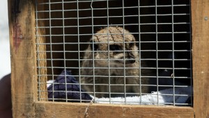 Lonely meerkat gets second chance at life in Eastern Cape game reserve