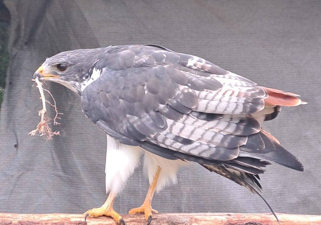 Gray, an Augur Buzzard, was one of eight birds allegedly killed in the attack.