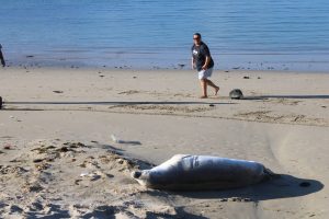 Rare Antarctic seal makes surprise stop at Strand Beach