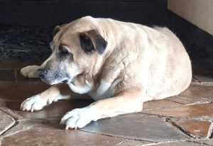 VIDEO | Kimberleigh: Hondlegende van Kimberley se Groot Gat dood