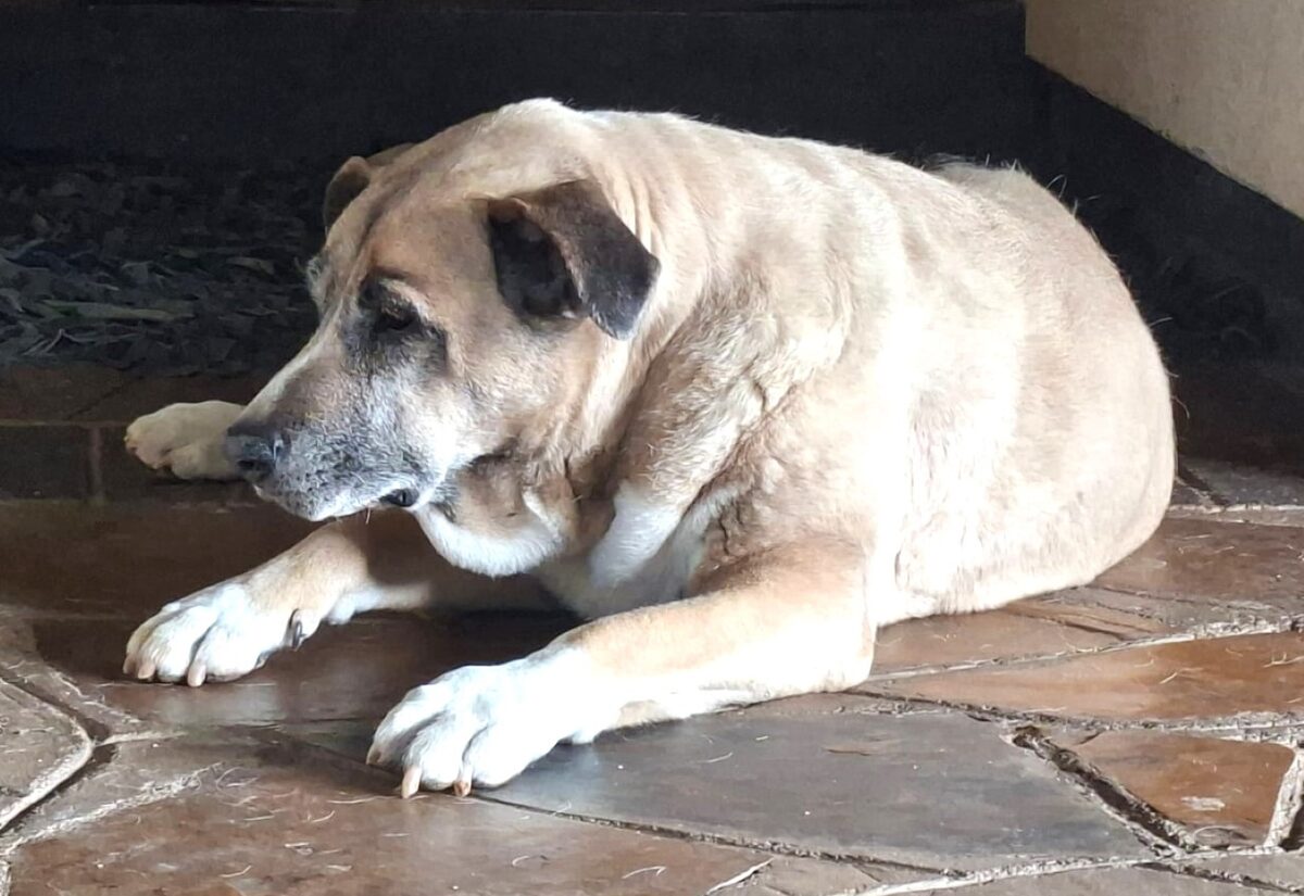 VIDEO | Kimberleigh: Hondlegende van Kimberley se Groot Gat dood