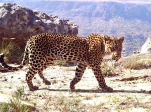 Vehicle strike kills young leopard on Western Cape mountain pass