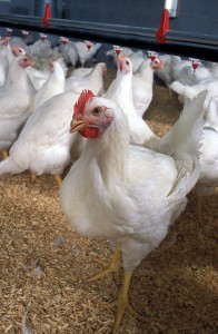 South Africa beats US to become world’s second-best poultry producer