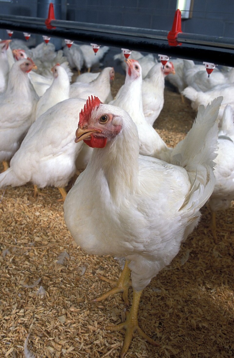 South Africa Beats US to Lead in Poultry Production | NovaNews