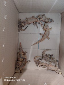 Spanish national fined R500 000 for illegal reptile trafficking