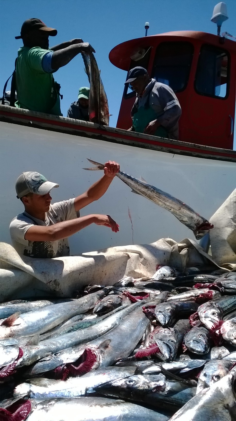 The Minister of Forestry, Fisheries and the Environment, Willie Aucamp, has reversed a decision that would have left thousands of small-scale fishers without work, reinstating 297 vessels to traditional linefish cooperatives and correcting quota allocations for West Coast rock lobster fishers.