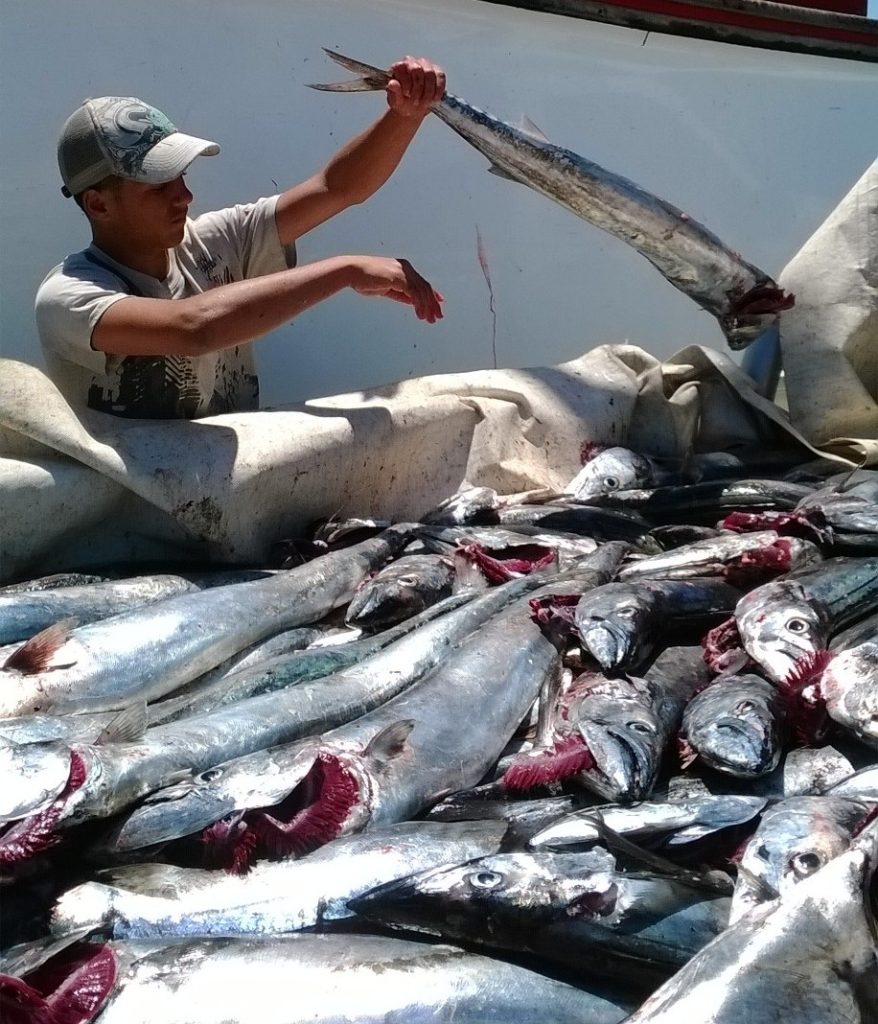 Willie Aucamp, minister van Bosbou, Visserye en die Omgewing (DFFE), het gelas dat alle appèlle van kleinskaalse vissers teen besluite van die gedelegeerde owerheid oor die toewysing van die Totale Toegepaste Ekwivalent (TAE) in die tradisionele lynvissektor, met prioriteit afgehandel moet word teen Donderdag 5 Maart.