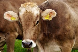 Farming community calls for action plans in FMD national disaster