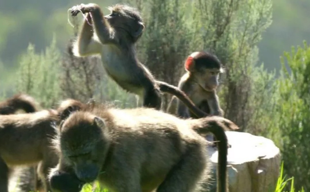 Baboon siblings display jealousy similar to human children, study finds