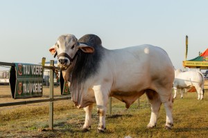 Nampo 2026: Grootste landbouskou in suidelike halfrond besluit oor bek-en-klouseer