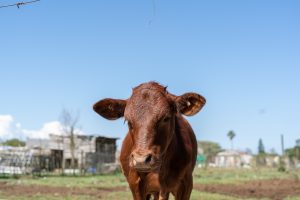 Foot-and-Mouth Disease | All livestock in Kruisfontein vaccinated