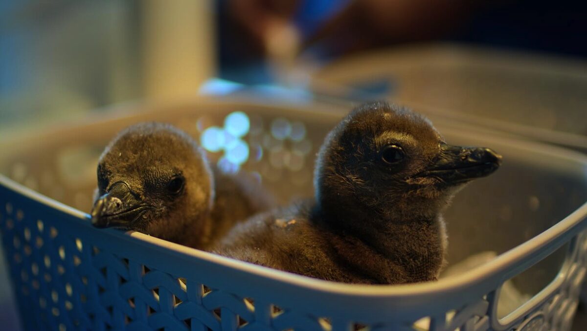 Tiny hatchlings, big hope — African Penguin chicks thrive under 24-hour care. Photos: Sanccob