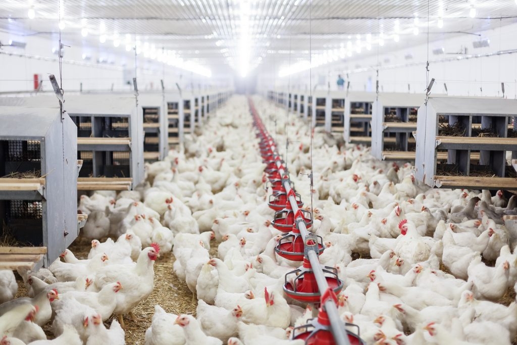 South Africa's poultry industry has overtaken the United States to become the world's second-most competitive producer, behind only Brazil, according to a new competitiveness benchmark report.
The Bureau for Food and Agricultural Policy's 2025 Competitiveness Benchmark Report, compiled in collaboration with Wageningen University in the Netherlands, found that South African producers achieved the lowest feed conversion ratio among all major producing nations, including the Netherlands, Germany, Poland, the United States and Brazil.