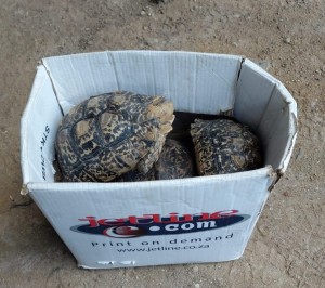 Two arrested for possession of endangered leopard tortoises