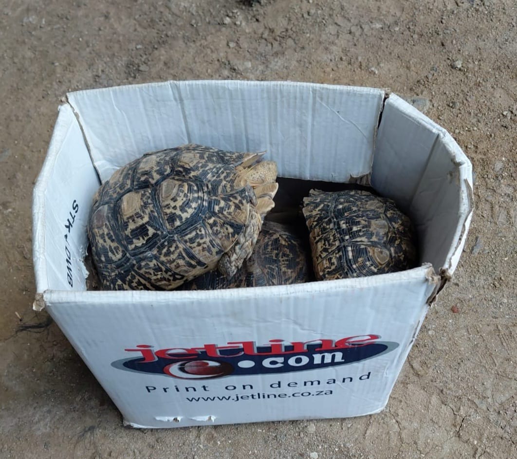 Two men are expected to appear in the Bloemfontein Magistrate’s Court for allegedly transporting endangered leopard tortoises.