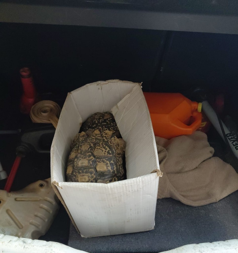 Two men are expected to appear in the Bloemfontein Magistrate’s Court on 24 February, for allegedly transporting endangered leopard tortoises.