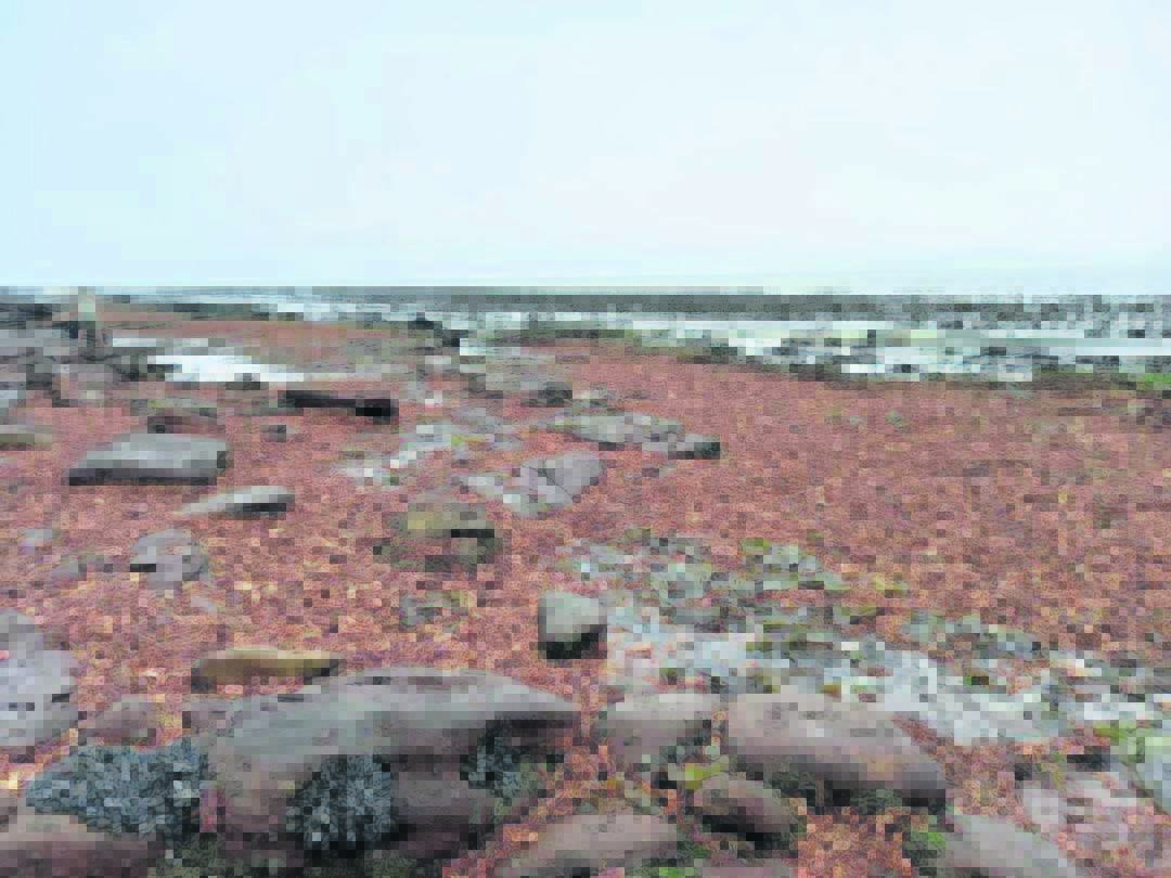 Elandsbaai-strand was weereens rooi bedek met kreef en ander seespesies wat op die strand uitgespoel het as gevolg van rooigety. Foto: Mooi Weskus