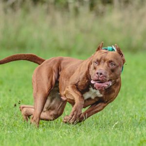 Woman attacked by pet pitbulls dies in hospital