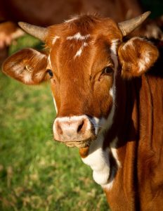 Kouga on alert as Foot-and-Mouth Disease confirmed in Thornhill