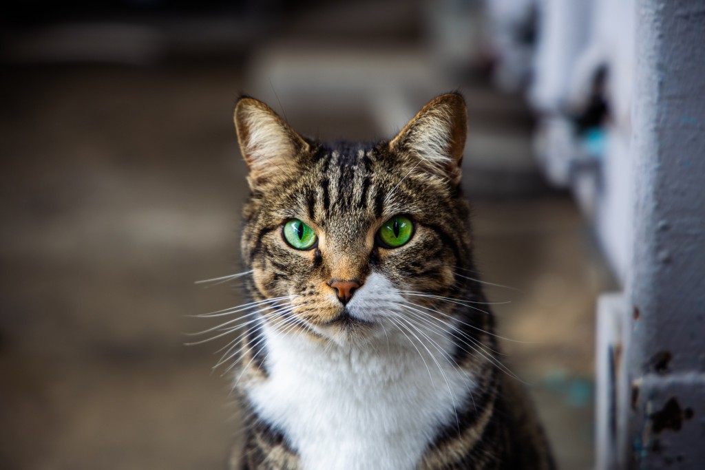 South Africa has an estimated 4.05 million homeless dogs and cats.