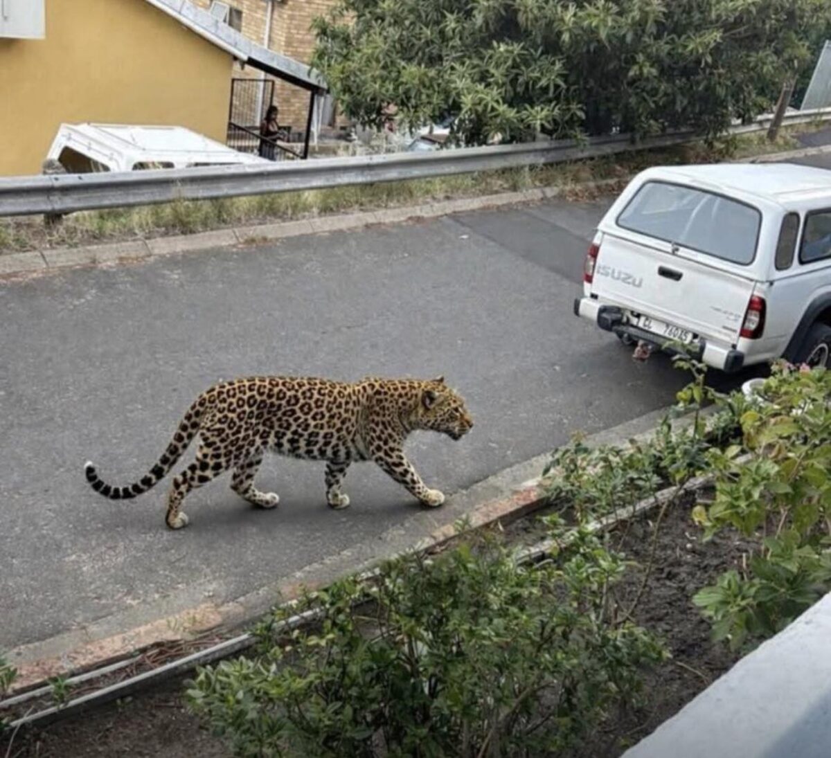 Vals KI-luiperd saai paniek in Pniel