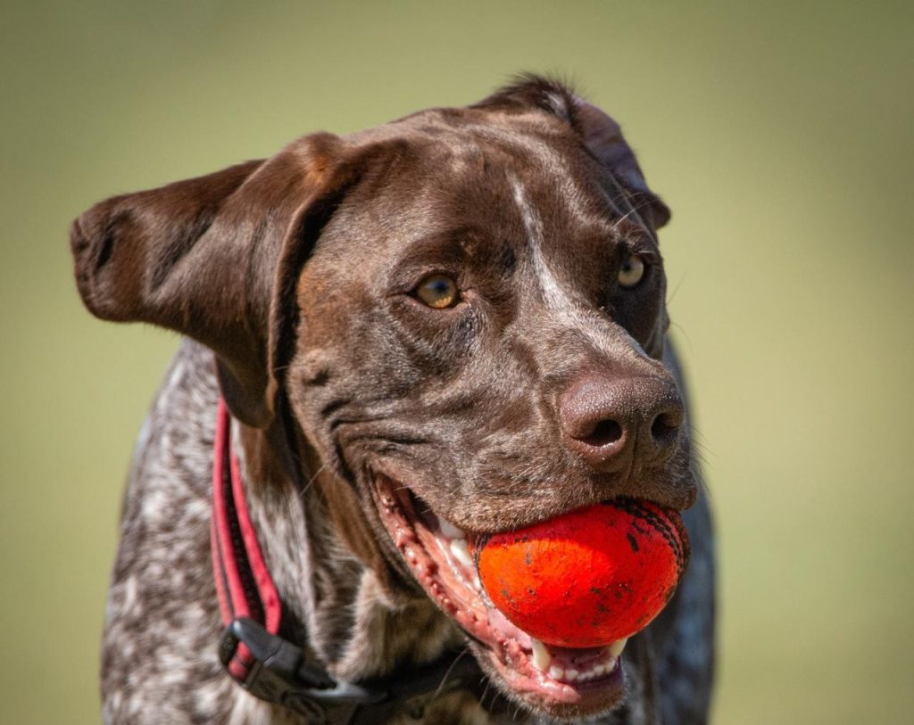 dog
