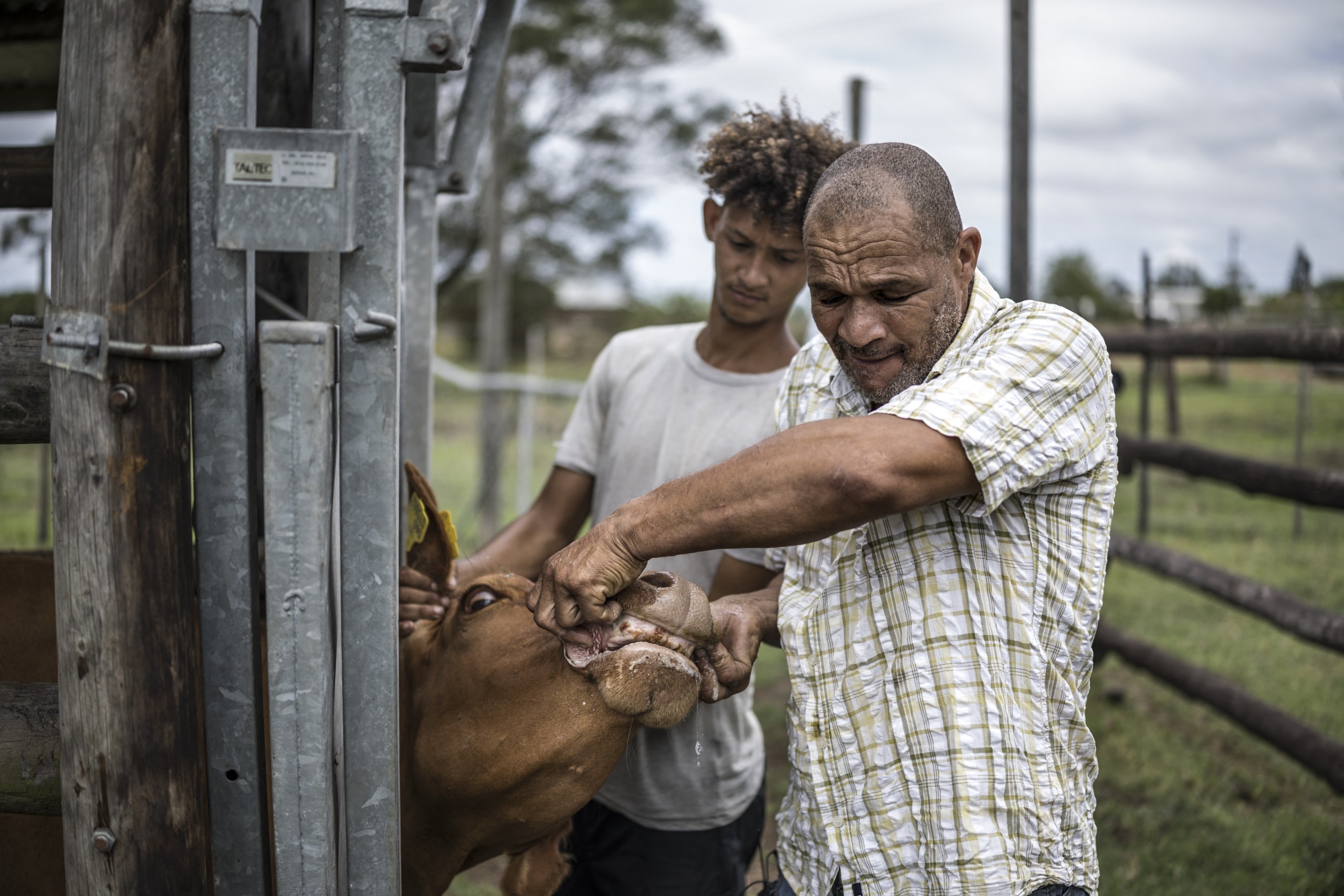 South Africa’s livestock farmers reel from foot-and-mouth disaster