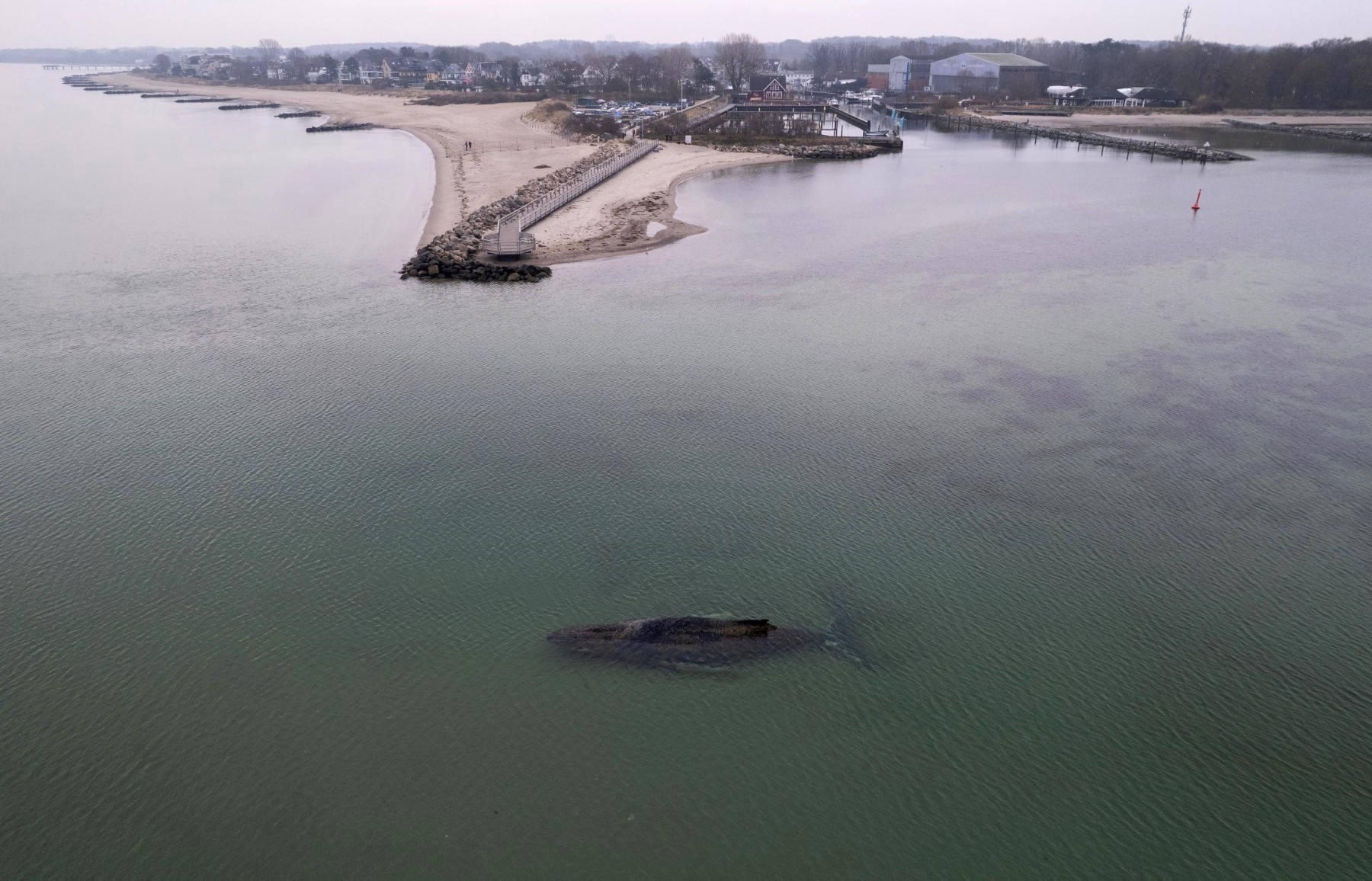 Stranded humpback whale offf the Baltic Sea coast.
