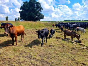 BKS in Wes-Kaap: 75 203 diere in geïdentifiseerde brandpunte reeds ingeënt