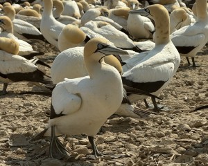 More than 43 000 Cape gannets recorded at Lambert’s Bay breeding site