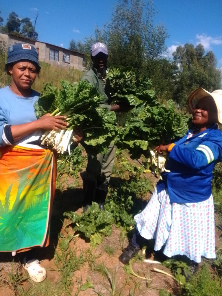 'n Groenteprojek in Tsheseng lewer genoeg om 'n ekstra inkomste vir 'n gemeenskap te bring.
