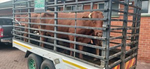 Three men caught with suspected stolen cows worth R300 000