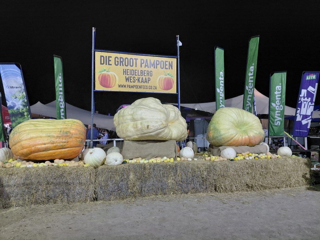 Die drie grootste pampoene tydens die Groot Pampoenfees  in Heidelberg.