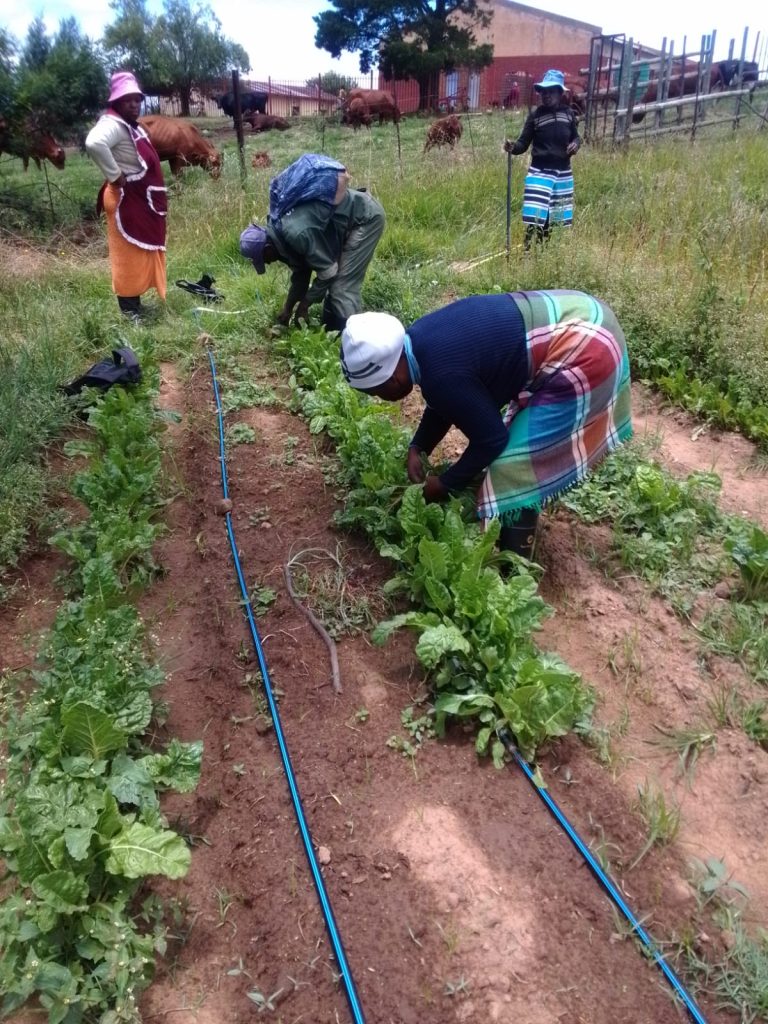 'n Groenteprojek in Tsheseng lewer genoeg om 'n ekstra inkomste vir 'n gemeenskap te bring.