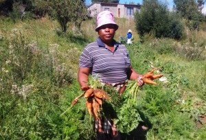 Vrystaatse gemeenskap se groenteprojek skep inkomste