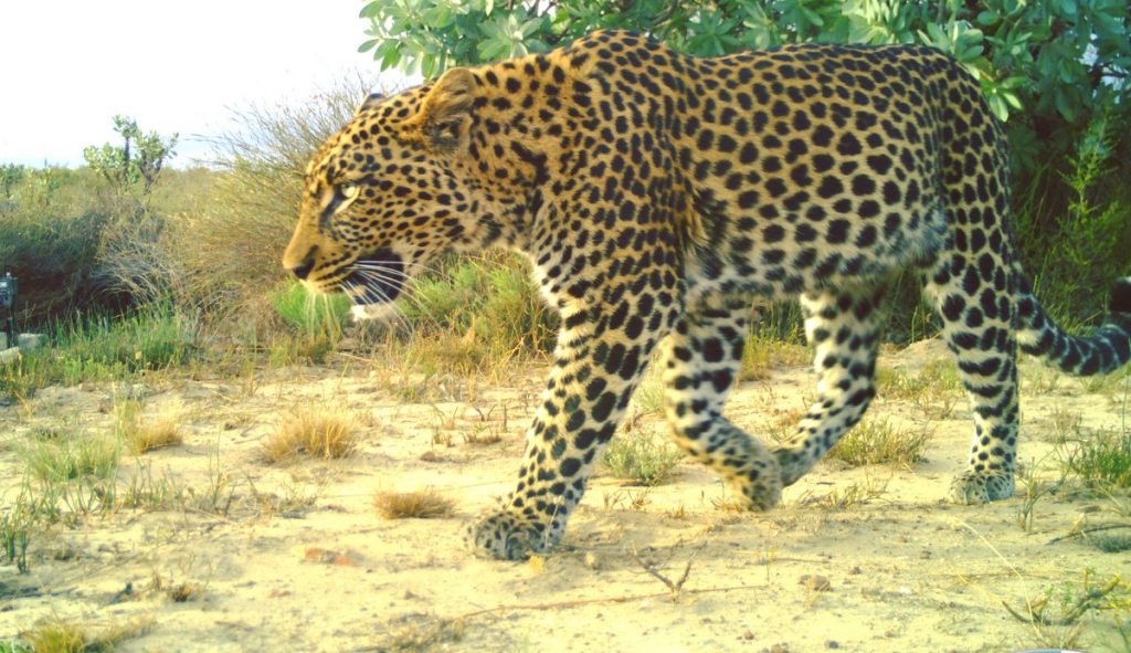 Cape Leopard