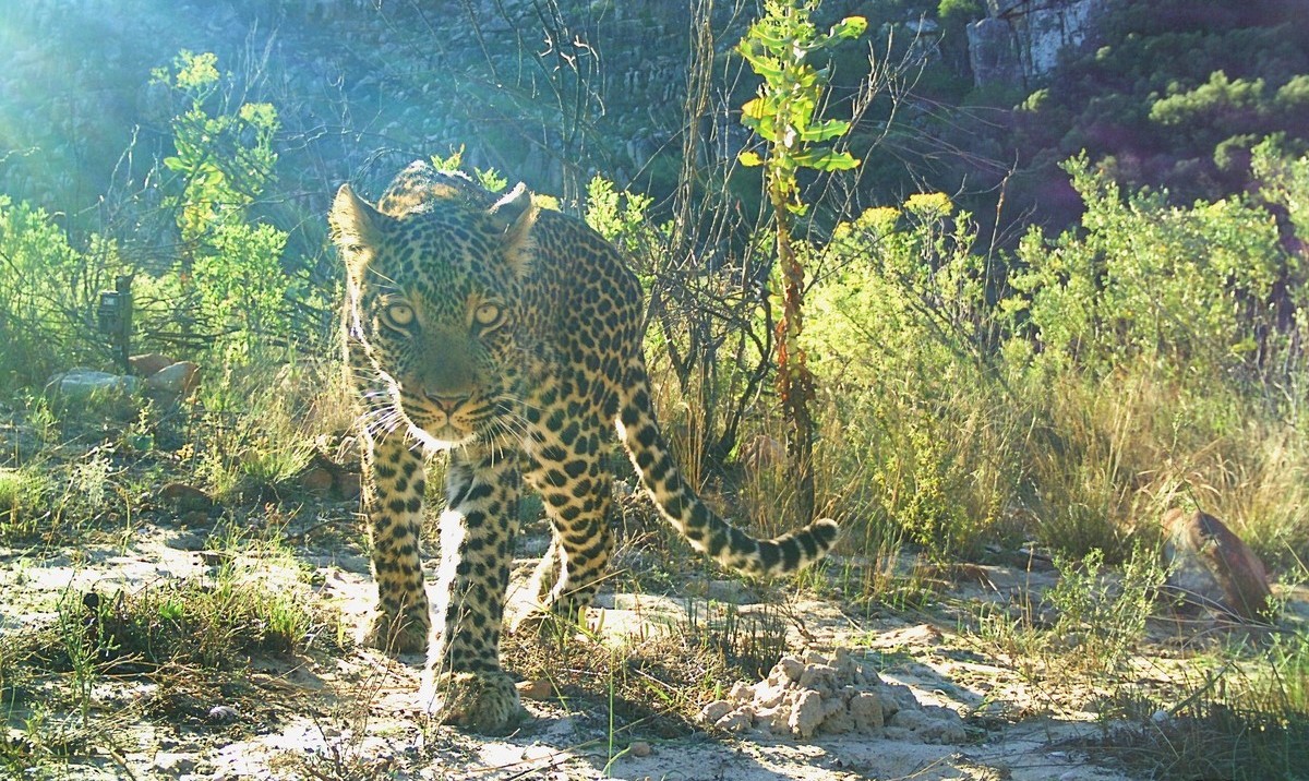Cape Leopard