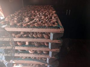 More than R2,5 million worth of illegal abalone seized at drying facility