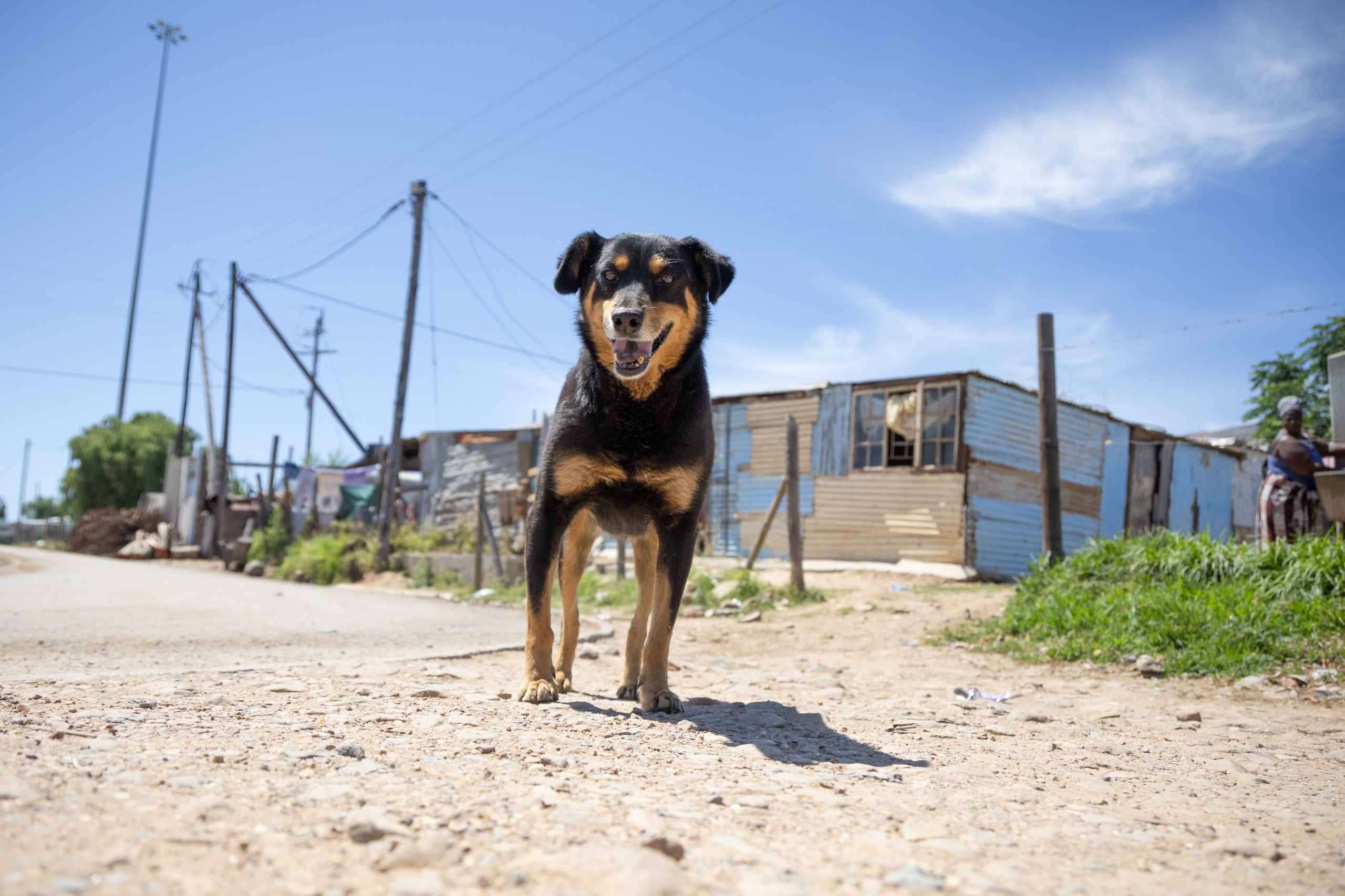 Four Paws urges government to embed humane companion animal population management through legislation that promotes responsible ownership, sterilisation, identification and vaccination.