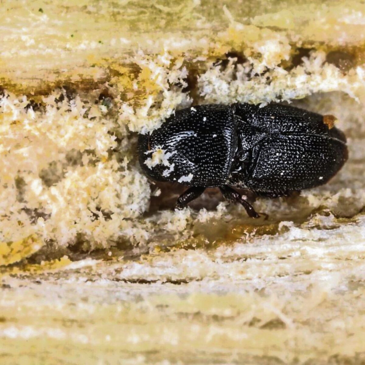 Shot hole borer beetles pose a serious threat to Cape Town's trees.
