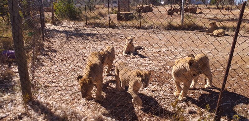South Africa is estimated to have between 8,000 and 12,000 captive-bred lions across more than 350 facilities.