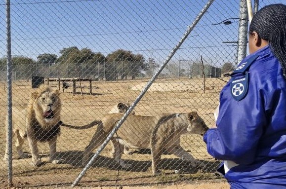 The National Council of Provinces approved the Draft Notice Prohibiting certain activities involving lions.
