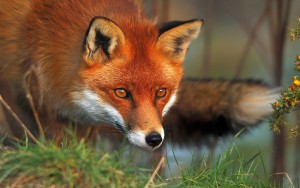 Red fox completes transatlantic stowaway voyage from England to New York