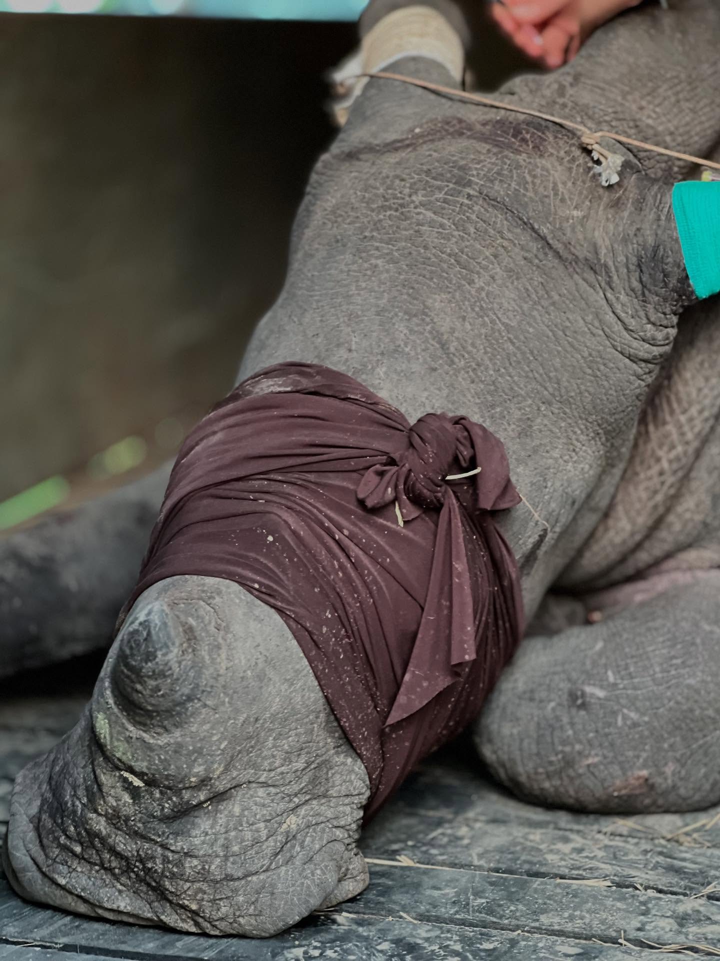Rhino calves rescued after suspected poaching in Kruger National Park