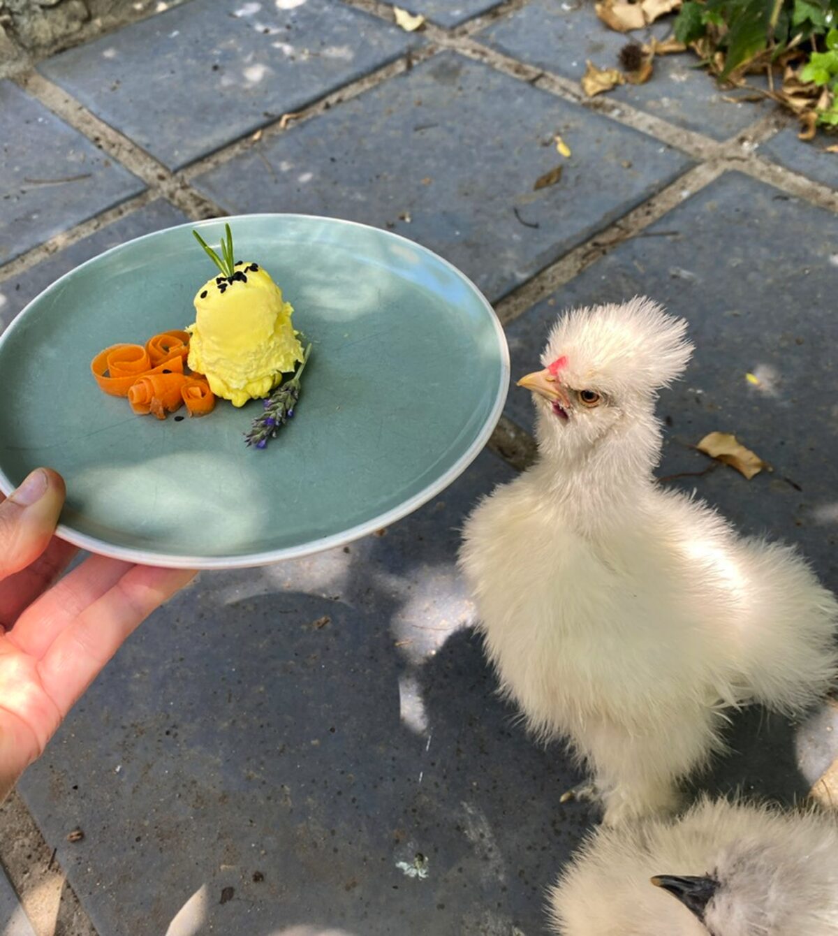 Silkie chickens get five-star treatment