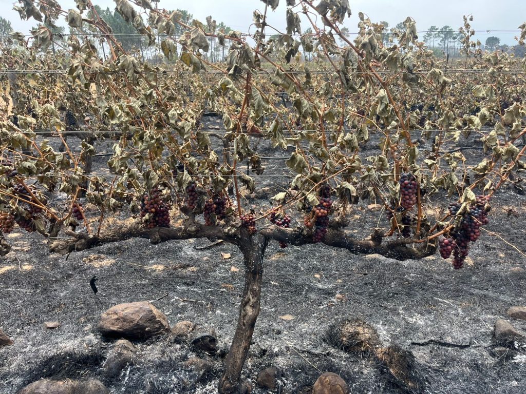 burnt vines